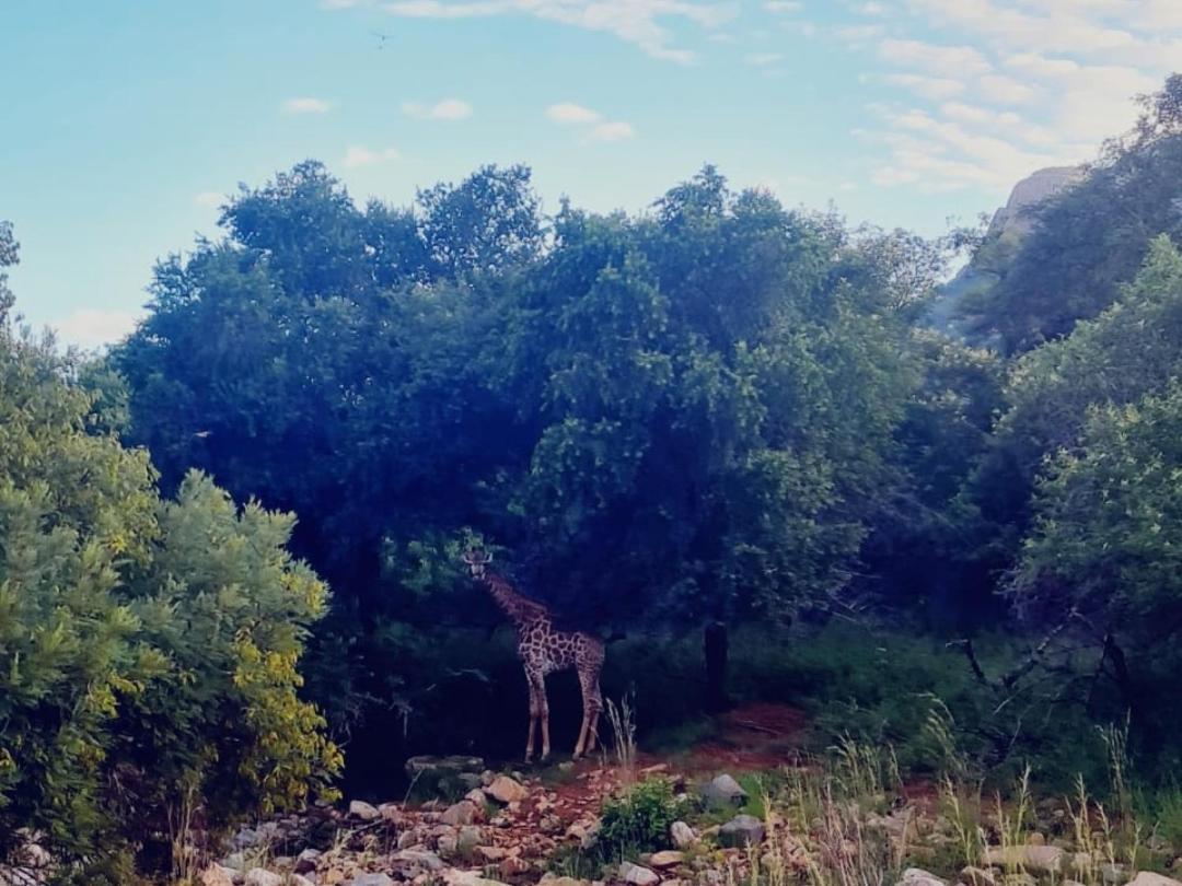 莱登堡66 Sharalumbi Wildlife Estate公寓 外观 照片