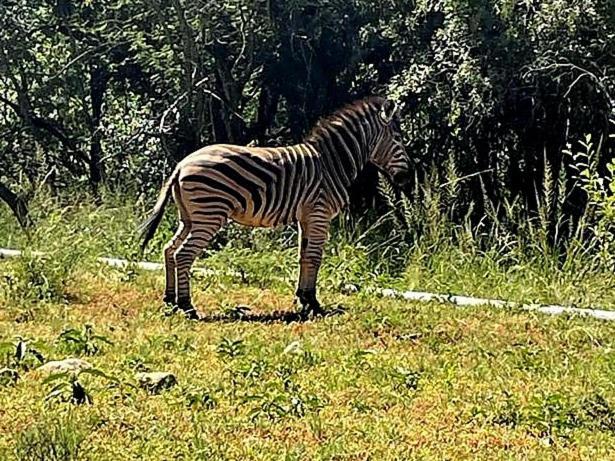 莱登堡66 Sharalumbi Wildlife Estate公寓 客房 照片