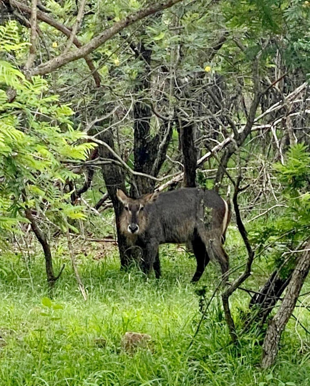 莱登堡66 Sharalumbi Wildlife Estate公寓 客房 照片